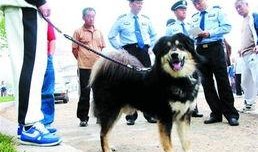 大狗最新爆料新闻,最新爆料新闻背后的真相与内幕